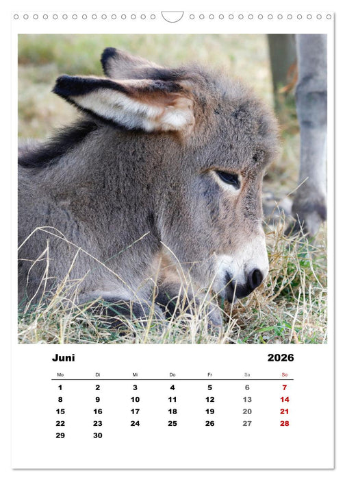 Bauernhoftiere, ganz nah dran (CALVENDO Wandkalender 2026)
