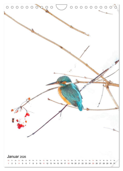 Vogelwelt der Schweiz (CALVENDO Wandkalender 2026)