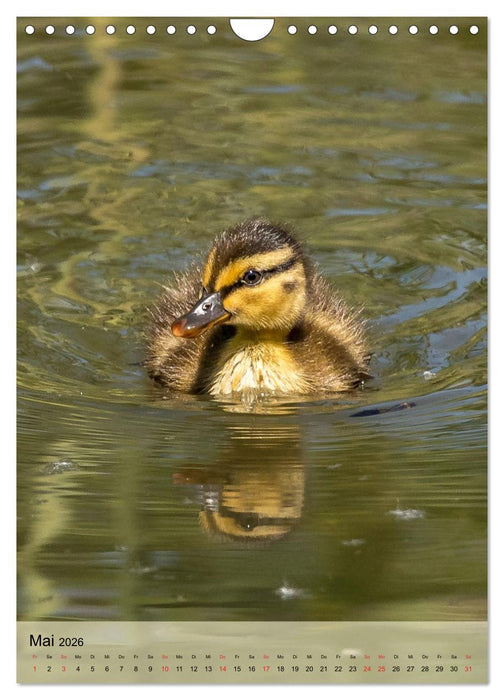Vogelwelt der Schweiz (CALVENDO Wandkalender 2026)