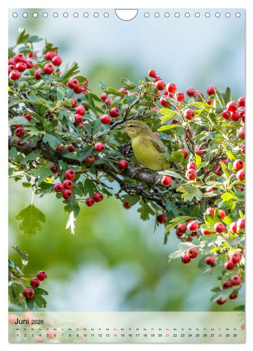 Vogelwelt der Schweiz (CALVENDO Wandkalender 2026)
