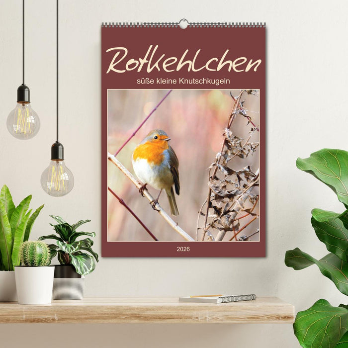 Rotkehlchen, süße kleine Knutschkugeln (CALVENDO Wandkalender 2026)