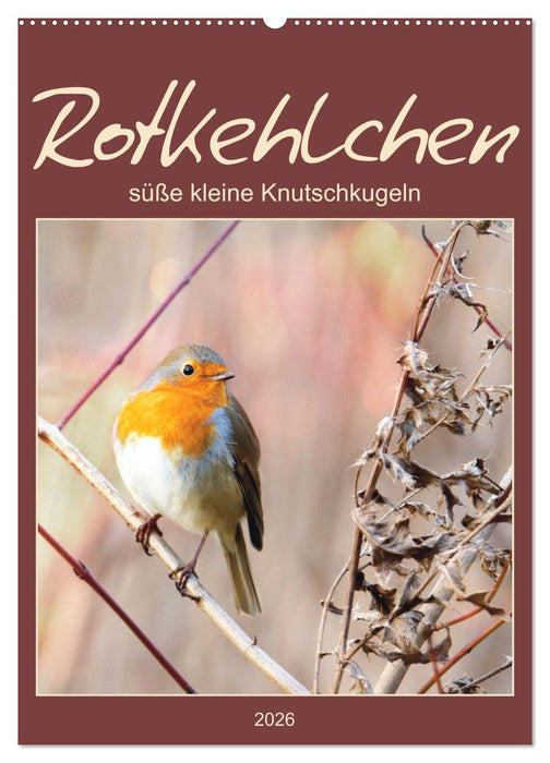 Rotkehlchen, süße kleine Knutschkugeln (CALVENDO Wandkalender 2026)