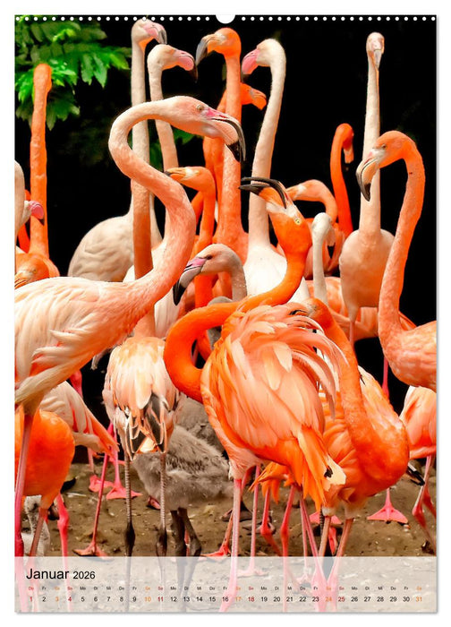 Flamingos - Eleganz und Schönheit (CALVENDO Premium Wandkalender 2026)
