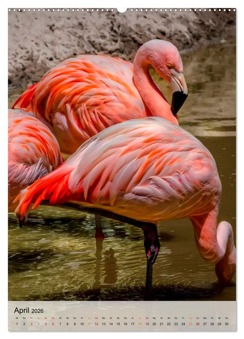 Flamingos - Eleganz und Schönheit (CALVENDO Premium Wandkalender 2026)
