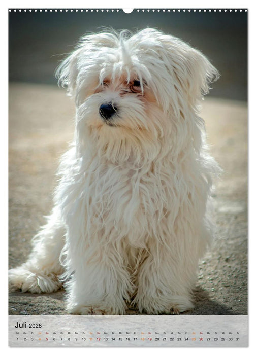 Hunde - treu und ehrlich (CALVENDO Premium Wandkalender 2026)