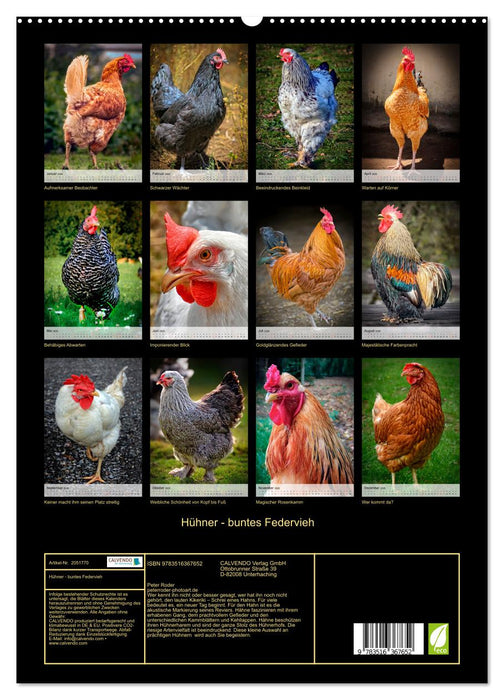 Hühner - buntes Federvieh (CALVENDO Premium Wandkalender 2026)