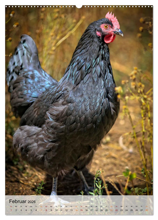 Hühner - buntes Federvieh (CALVENDO Premium Wandkalender 2026)
