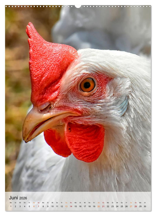 Hühner - buntes Federvieh (CALVENDO Premium Wandkalender 2026)