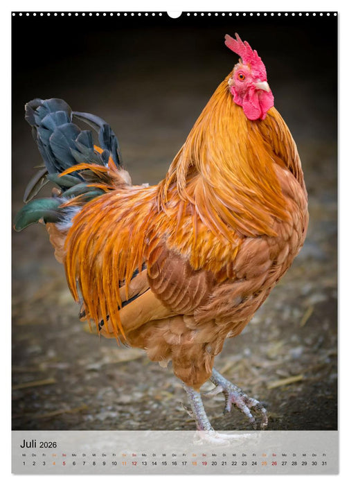 Hühner - buntes Federvieh (CALVENDO Premium Wandkalender 2026)