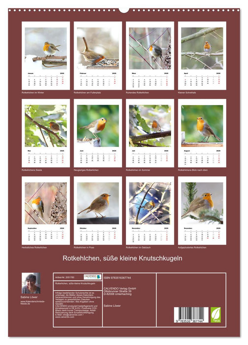 Rotkehlchen, süße kleine Knutschkugeln (CALVENDO Premium Wandkalender 2026)