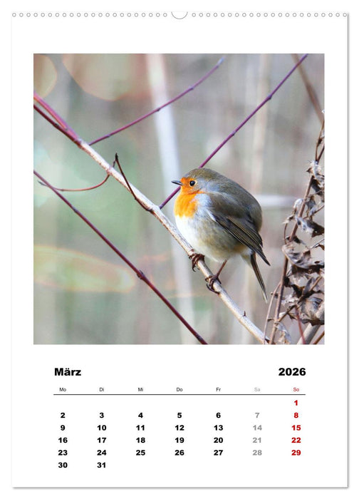 Rotkehlchen, süße kleine Knutschkugeln (CALVENDO Premium Wandkalender 2026)
