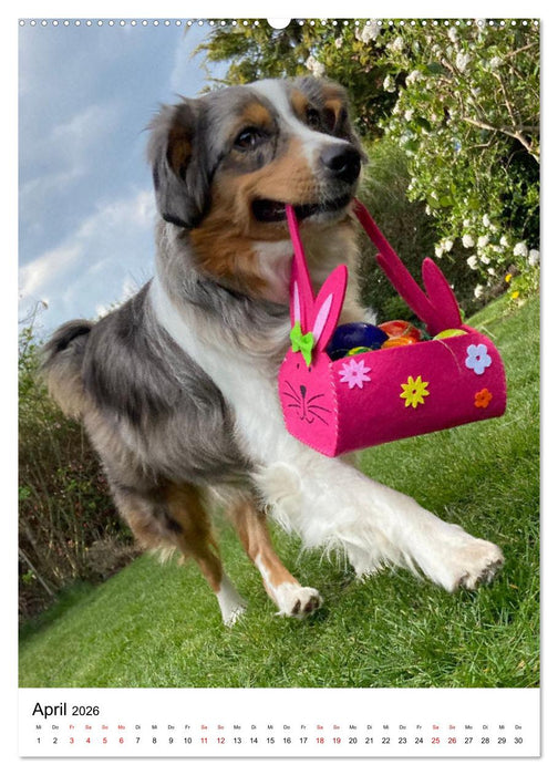Hermine - Ein Jahr mit einem Mini Australian Shepherd (CALVENDO Wandkalender 2026)