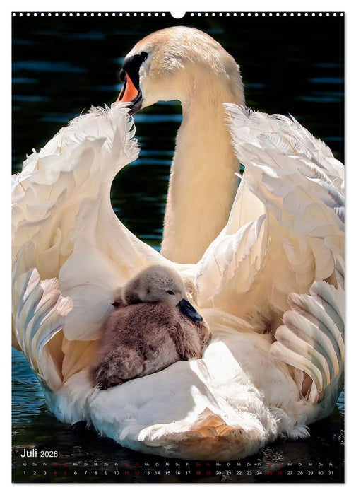 Der Schwan (CALVENDO Premium Wandkalender 2026)