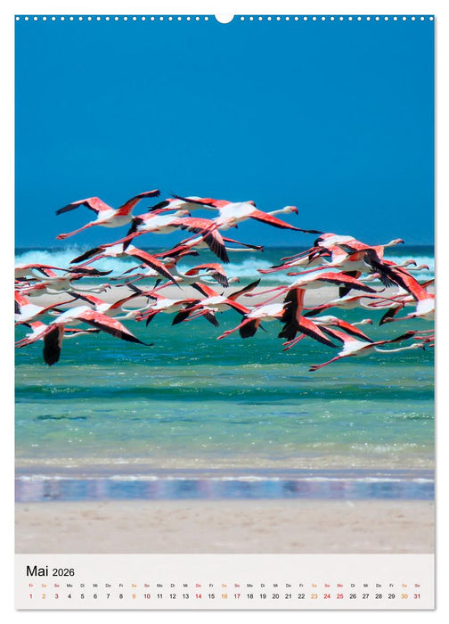 Flamingos - Eleganz und Schönheit (CALVENDO Wandkalender 2026)