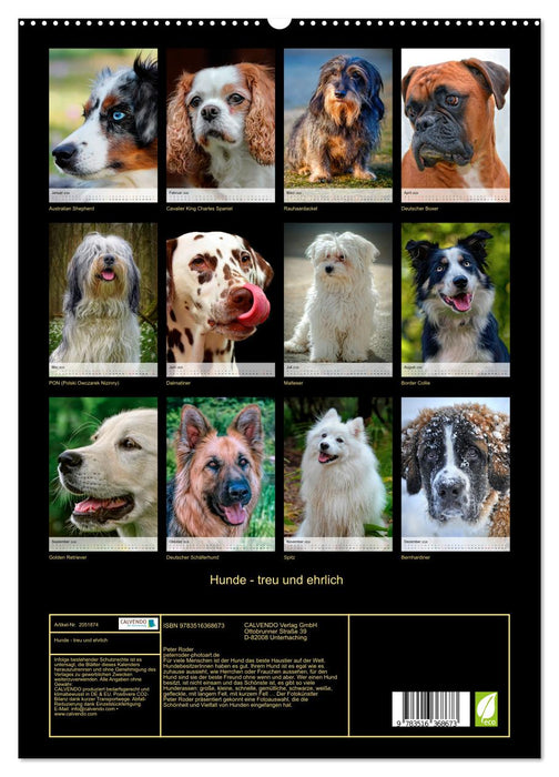 Hunde - treu und ehrlich (CALVENDO Wandkalender 2026)