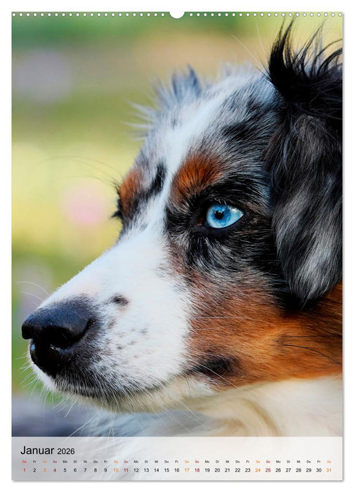 Hunde - treu und ehrlich (CALVENDO Wandkalender 2026)