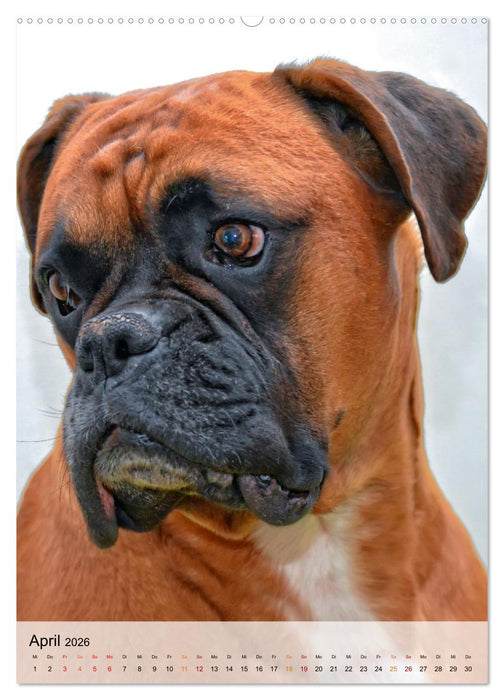 Hunde - treu und ehrlich (CALVENDO Wandkalender 2026)