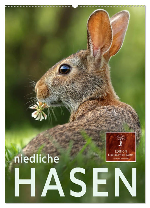 Niedliche Hasen (CALVENDO Wandkalender 2026)