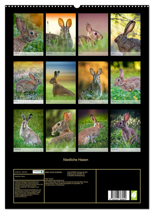 Niedliche Hasen (CALVENDO Wandkalender 2026)