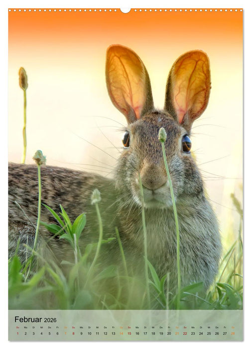 Niedliche Hasen (CALVENDO Wandkalender 2026)