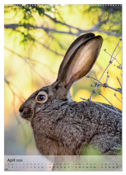 Niedliche Hasen (CALVENDO Wandkalender 2026)
