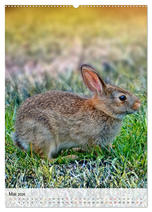 Niedliche Hasen (CALVENDO Wandkalender 2026)