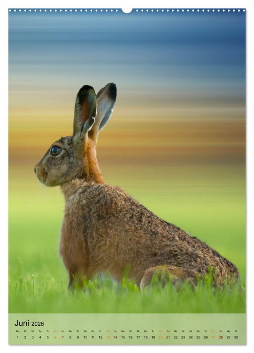 Niedliche Hasen (CALVENDO Wandkalender 2026)