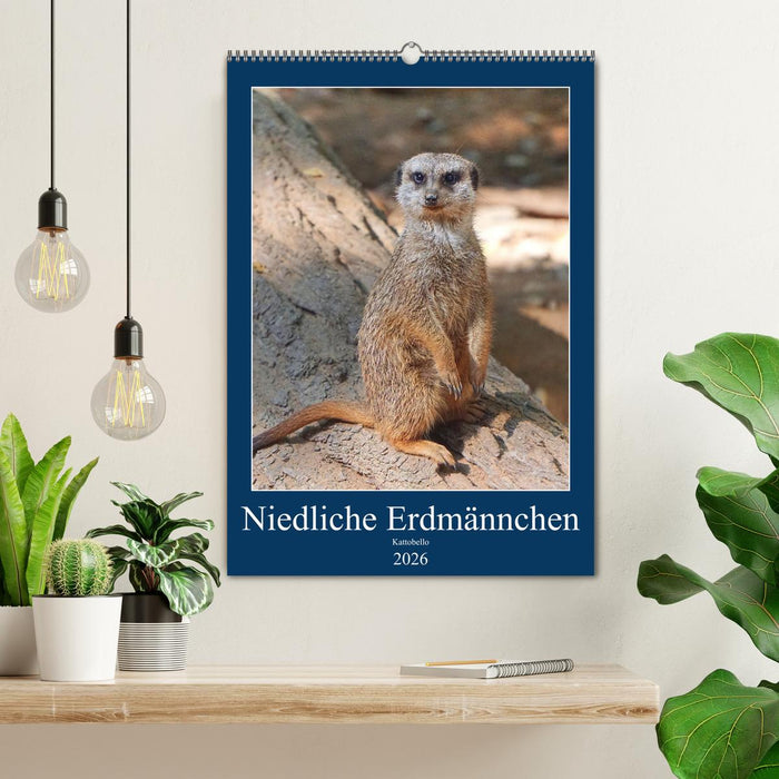 Niedliche Erdmännchen (CALVENDO Wandkalender 2026)