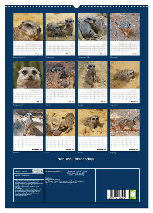 Niedliche Erdmännchen (CALVENDO Wandkalender 2026)