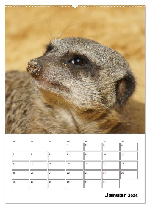 Niedliche Erdmännchen (CALVENDO Wandkalender 2026)