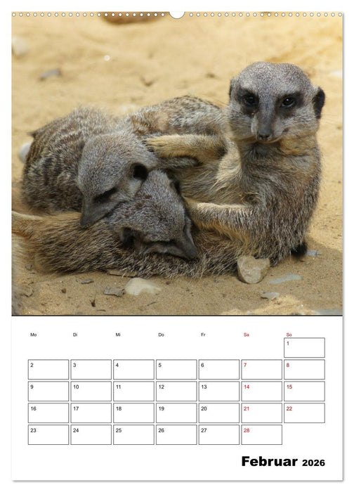 Niedliche Erdmännchen (CALVENDO Wandkalender 2026)
