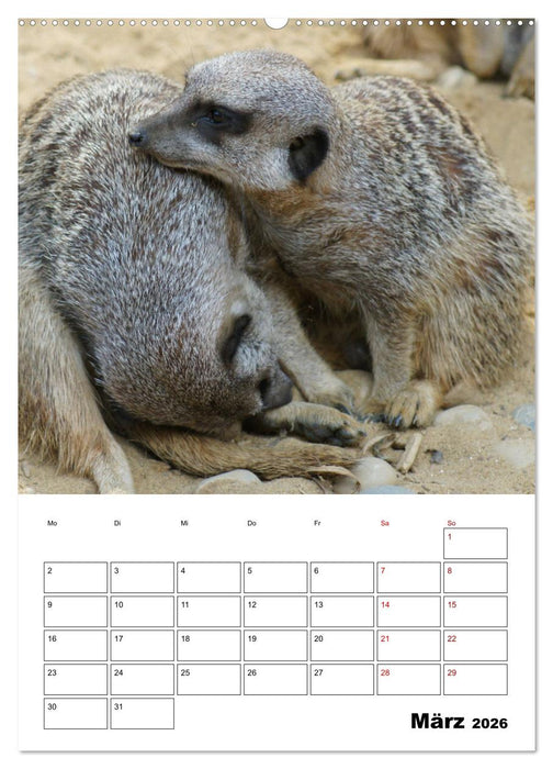 Niedliche Erdmännchen (CALVENDO Wandkalender 2026)