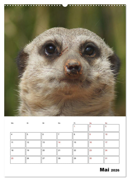 Niedliche Erdmännchen (CALVENDO Wandkalender 2026)
