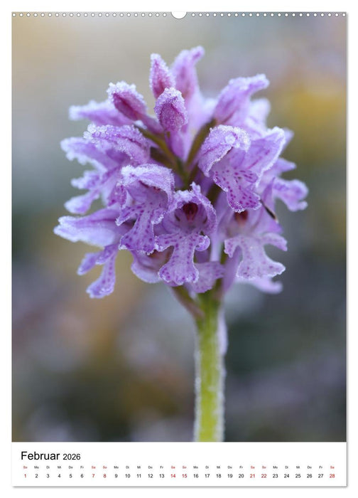 Thüringer Schätze (CALVENDO Wandkalender 2026)