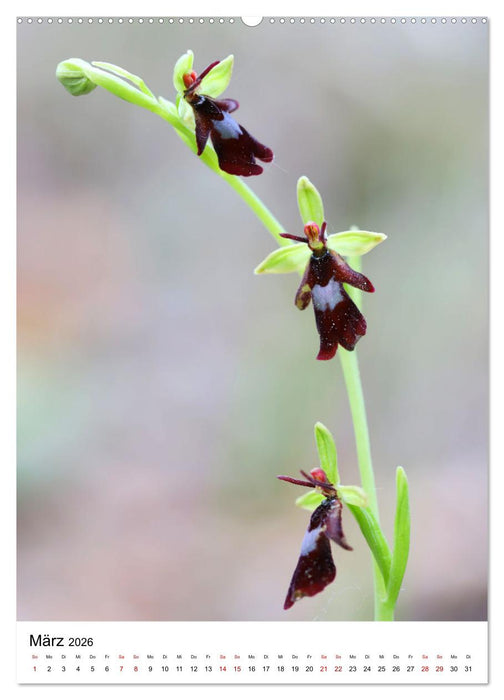 Thüringer Schätze (CALVENDO Wandkalender 2026)