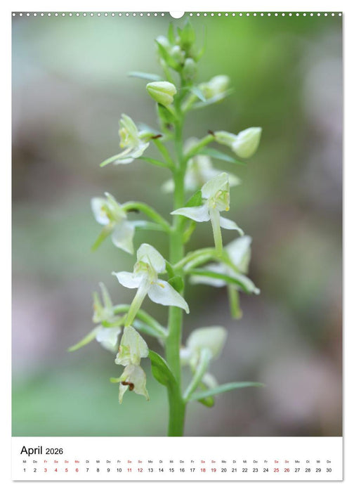 Thüringer Schätze (CALVENDO Wandkalender 2026)
