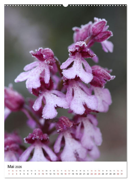 Thüringer Schätze (CALVENDO Wandkalender 2026)