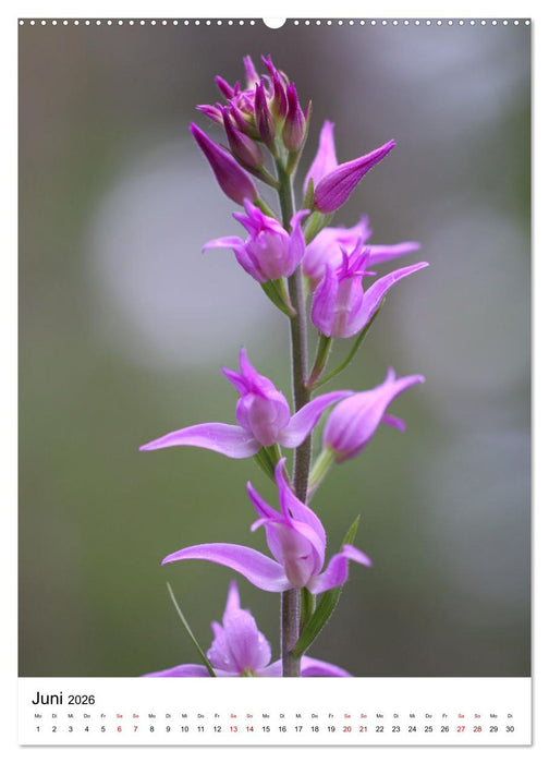 Thüringer Schätze (CALVENDO Wandkalender 2026)