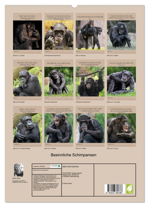 Besinnliche Schimpansen (CALVENDO Premium Wandkalender 2026)