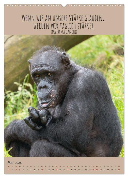 Besinnliche Schimpansen (CALVENDO Premium Wandkalender 2026)