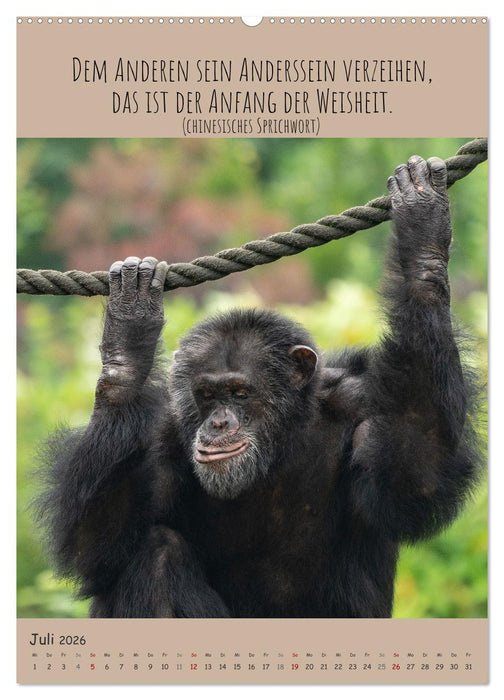 Besinnliche Schimpansen (CALVENDO Premium Wandkalender 2026)
