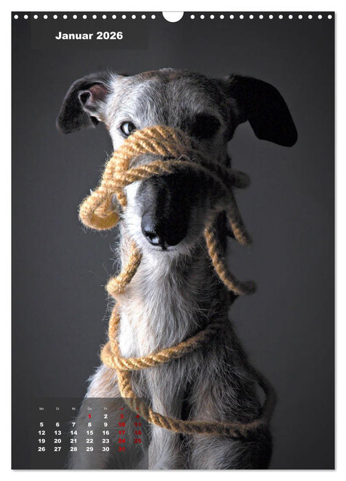 UNDERDOG - Windhundportraits (CALVENDO Wandkalender 2026)