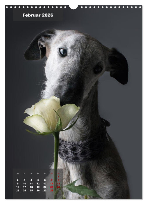 UNDERDOG - Windhundportraits (CALVENDO Wandkalender 2026)
