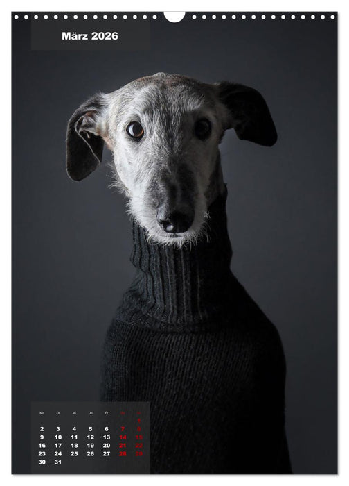 UNDERDOG - Windhundportraits (CALVENDO Wandkalender 2026)