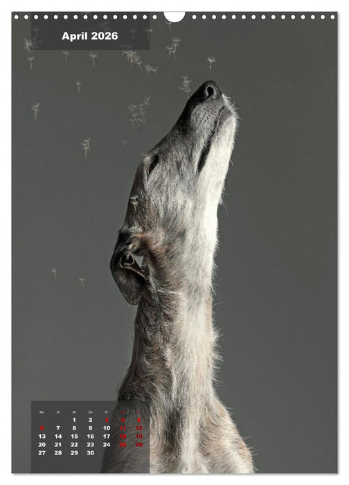 UNDERDOG - Windhundportraits (CALVENDO Wandkalender 2026)