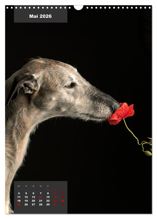 UNDERDOG - Windhundportraits (CALVENDO Wandkalender 2026)