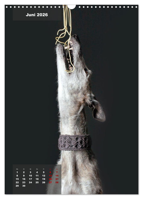 UNDERDOG - Windhundportraits (CALVENDO Wandkalender 2026)