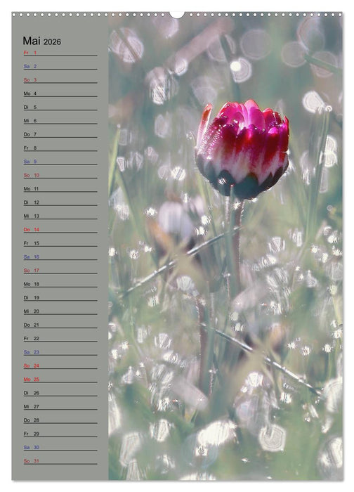 Pastell-Zauber (CALVENDO Premium Wandkalender 2026)