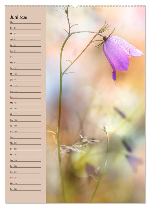 Pastell-Zauber (CALVENDO Premium Wandkalender 2026)