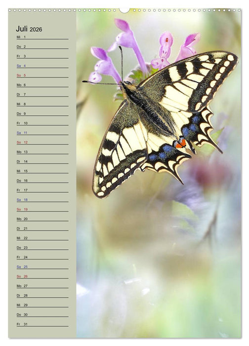 Pastell-Zauber (CALVENDO Premium Wandkalender 2026)